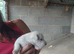 Puppies for sale