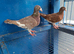 Muleman Breeder Pair