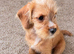 Bordeaux terier x cavapoo