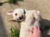Ready now - German shepherd puppies