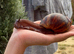 Archachatina marginata ovum XXL