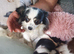 Longcoat chihuahua black