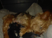 Yorkshire terrier puppies