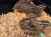 Point-of-Lay Coturnix Quail for Sale in Bridgwater, Somerset