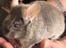 Beige chinchilla boy for sale