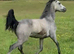 Grey yearling filly