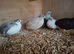 Mixed Chinese Painted Quail