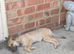 6 months female German shepherd x