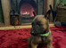 Belgian shepherd puppies