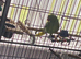 Indian ring neck rehoming