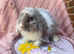 Mini lop boy