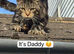 Mixed Maine Coon Boy Looking for a Loving Home
