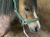 Beautiful very well bred broodmare, companion or show pony