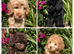 READY NOW! Stunning Labradoodles (Miniature) From Health tested parents