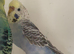 Budgies 25 overall