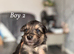 German shepard x collies