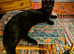 Beautiful Black young Cat to rehome