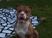 2 and half year old merle Staffordshire bully free to good home