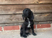 Cocker x labs puppies