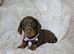 Beautiful smooth mini dachshunds