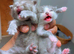 I got cat Persian who gives birth to 4 beautiful Persian kittens which four weeks and a few days . Two boy and two girl  Healthy..