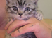 male British shorthair