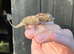Cuban Knight Anole & Cuban False chameleon babies