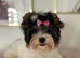 Beautiful small Biewer Yorkshire Terrier Pedigree