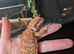 Male baby bearded dragon