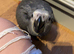 Baby african greys