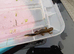Italian Alpine Newt for sale