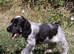 KC Registered Show Type Cocker Spaniel Puppies