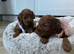 Tiny Asian style maltipoo puppies avalible