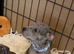 Dna clear rare blue Merle Staffordshire bull terrier puppies