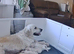 Golden retriever pups  only 1 female   2  males available  absolutely stunning litter ready to leave 11th august