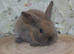 Mini lop X Bunnies