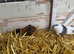 6 lovely guinea pigs