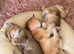 Golden Chinchilla Scottish Fold Kittens &ndash; Teddy Bear Faces