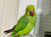 Stunning young Indian Ringnack parrot