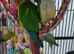 Pineapple and cinnamon green cheek conures babies