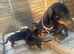 Jack Russell x Dachshund puppies
