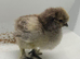 6 x silkie chicks