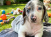 RKC Reg Dachshund puppies