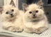 Ragdoll kittens