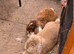 1 Pure French Lop Doe Left