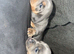 Blue and tan miniature dachshund