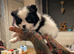 Stunning male pomchi