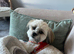 Lhasa Apso Girl (13 months)