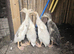 Duck ducklings