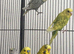 Baby Budgies &pound;75 a pair